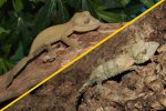 2024 C. B. Henkel’s Leaf Tail Gecko Pair (#3423-M&F)