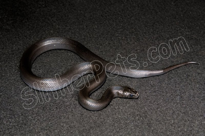2023 C. B. Mexican Black King Snake (#4203-M) - Click Image to Close