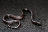 2023 C. B. Mexican Black King Snake (#4204-F)