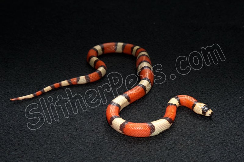 2022 C. B. Crazy Line Hypo Honduran Milk Snake (#3109-F) - Click Image to Close