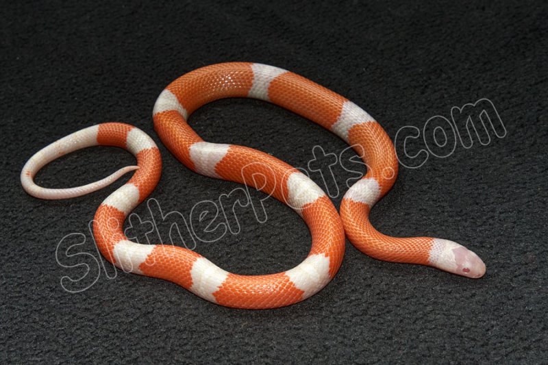 2022 C. B. Albino Sinaloan Milk Snake (#3215-M) - Click Image to Close