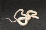 2022 C. B. Leucistic Black Rat Snake (#12209-F)