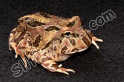 2024 C. B. Chocolate Pac Man Frogs (#1501-U)