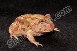 2024 C. B. Apricot Pac Man Frogs (#1502-U)