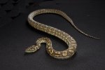 2016 C. B. Queensland Tiger Carpet Python (#7412-M)