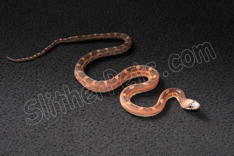 2022 C. B. Scaleless Texas Rat Snake (#2410-M) - Click Image to Close
