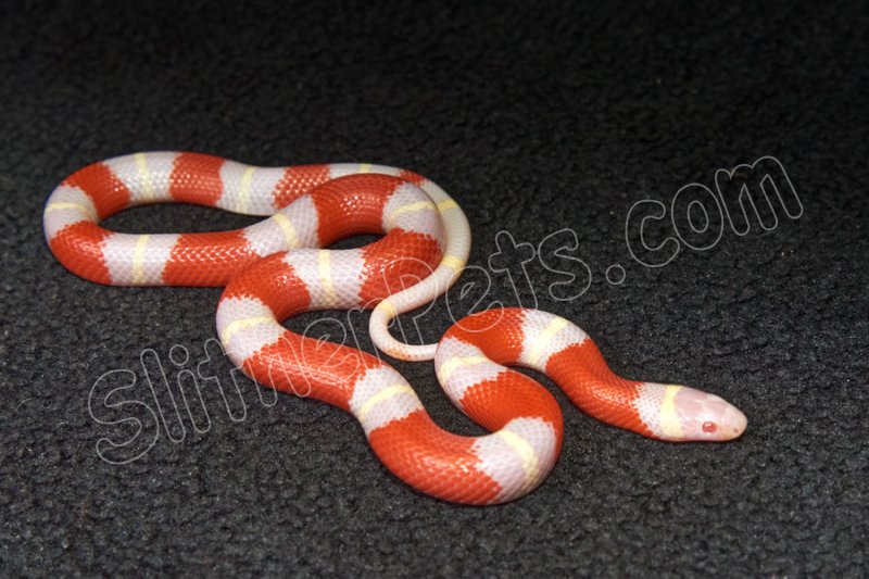 2023 C. B. Albino Nelson’s Milk Snake (#3421-M) - Click Image to Close