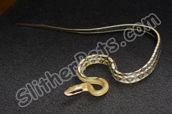 2022 C. B. Vietnamese Blue Beauty Rat Snake (#9401-F)
