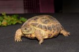 Adult Russian Tortoises (#4406-MF)