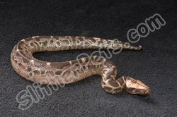 2024 C. B. Sumatran Short Tail (Black Blood) Python (#3513-M)