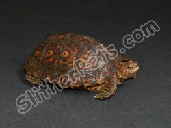 LTC Central American Ornate Wood Turtles (#9308-MF)