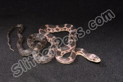 2023 C. B. Scaleless Texas Rat Snake (#2220-M)