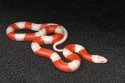 2023 C. B. Albino Nelson’s Milk Snake (#3421-M)