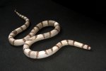2017 C. B. Extreme Ghost Honduran Milk Snake (#8515-M)