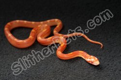 2022 C. B. Albino Motley Corn Snake (#3102-F)