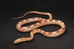 2011 C. B. Amel Corn Snake (#1206-F)