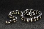 2022 C. B. Black & White Aberrant California King Snake (#6301-M