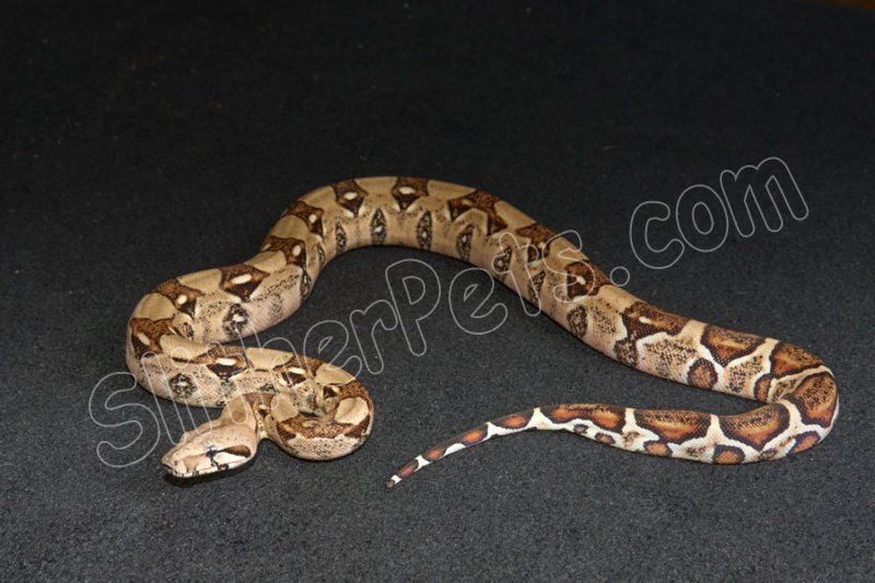 2023 C. B. Colombian Red Tail Boa (#3407-F) - Click Image to Close