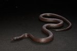 2020 C. B. Mexican Black King Snake (#9215-M)