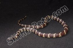2023 C. B. Lavender Hypermel California King Snake (#2206-F)