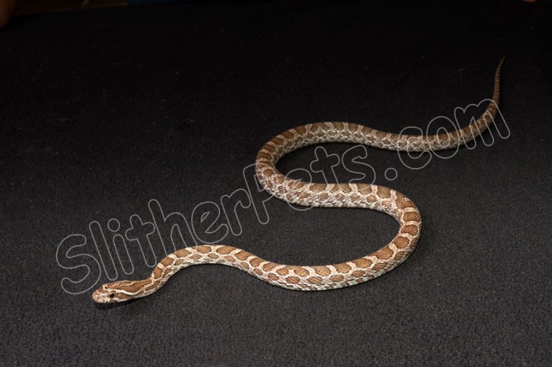 2023 C. B. Emory’s Rat Snake (#2212-F) - Click Image to Close