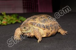 Adult Russian Tortoises (#4406-MF)