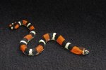 2023 C. B. Tri-Color Hognose Snake (#4201-M)