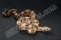 2023 C. B. Colombian Red Tail Boa (#3415-F)
