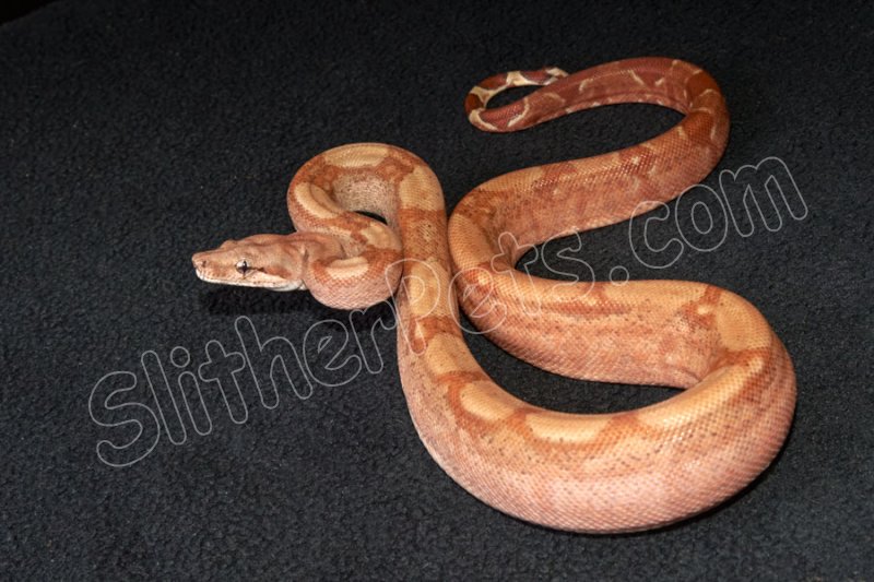 2023 C. B. Sunglow T+ Red Tail Boa (#3410-F) - Click Image to Close