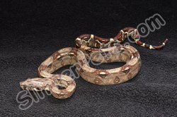 2023 C. B. Colombian Red Tail Boa (#2205-M)