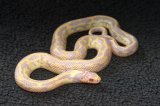 2023 C. B. Albino California King Snake (#4202-F)