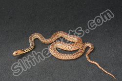 2022 C. B. San Diego Gopher Snake (#4503-M)