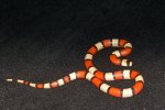 2022 C. B. Crazy Line Hypo Honduran Milk Snake (#5202-F)