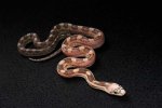 2022 C. B. Scaleless Black Rat Snake (#2412-M)
