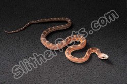 2022 C. B. Scaleless Texas Rat Snake (#2410-M)