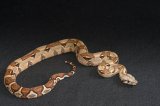 2023 C. B. Colombian Red Tail Boa (#3413-F)