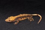 2022 C. B. Pinstripe Crested Gecko (#12408-M)