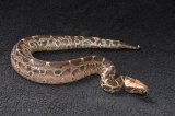 2024 C. B. Sumatran Short Tail (Black Blood) Python (#3513-M)