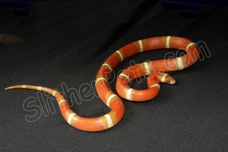 2019 C. B. T+ Hypo Erythristic Sinaloan Milk Snake (#5405-F) - Click Image to Close