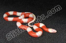 2023 C. B. Albino Nelson’s Milk Snake (#3421-M)