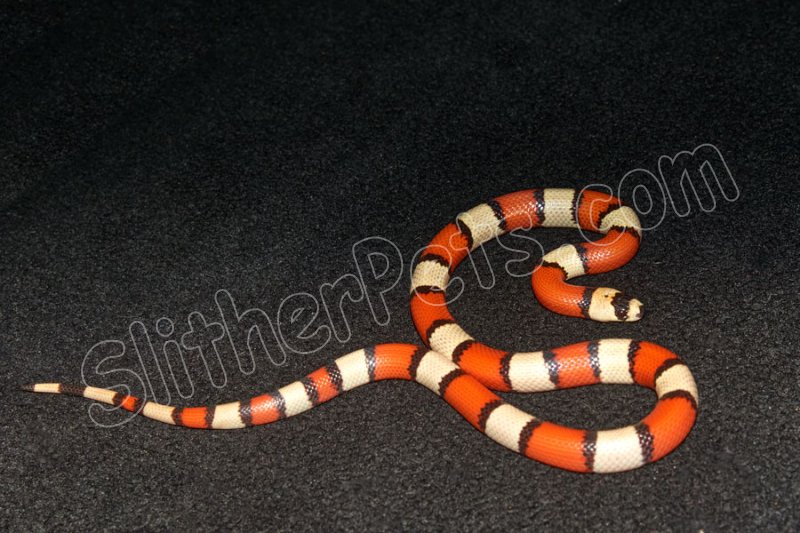 2022 C. B. Crazy Line Hypo Honduran Milk Snake (#5202-F) - Click Image to Close
