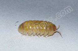 T+ Albino Isopods (#6203-U)