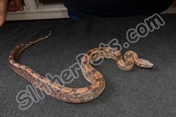 2023 C. B. Colombian Red Tail Boa (#12205-F)