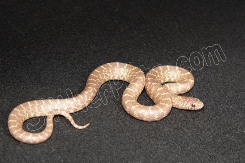 2023 C. B. Lavender Florida King Snake (#4205-F) - Click Image to Close