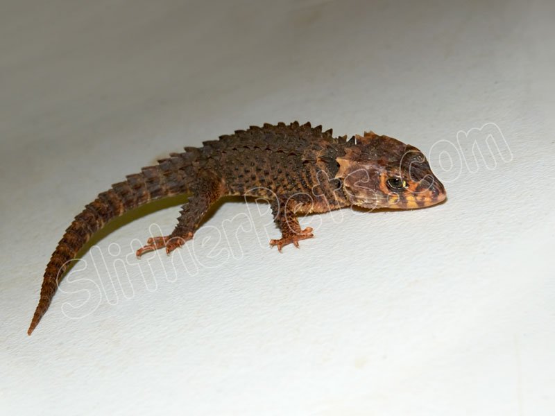 Red Eyed Crocodile Skink (#6401-F) - Click Image to Close