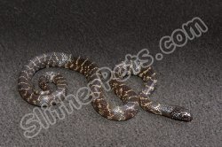 2024 C. B. Mexican Black King Snake (#2217-F)