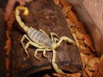 LTC Desert Hairy Scorpions (#9313-MF)