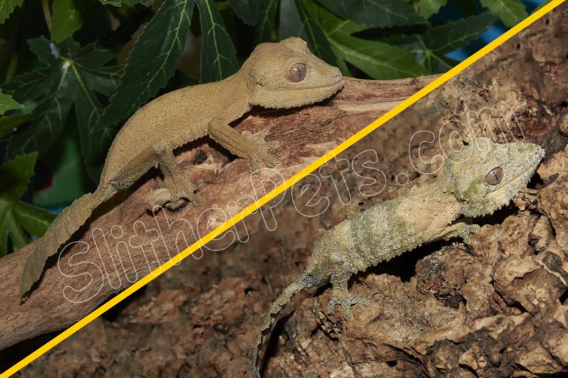 2024 C. B. Henkel’s Leaf Tail Gecko Pair (#3423-M&F) - Click Image to Close