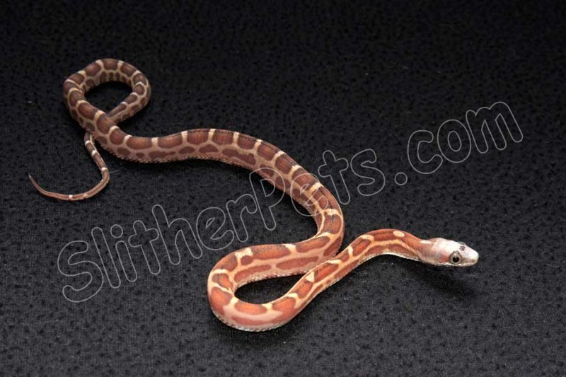 2022 C. B. Scaleless Texas Rat Snake (#2408-M) - Click Image to Close