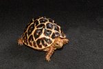 2023 C. B. Indian Star Tortoises (#10217-U)